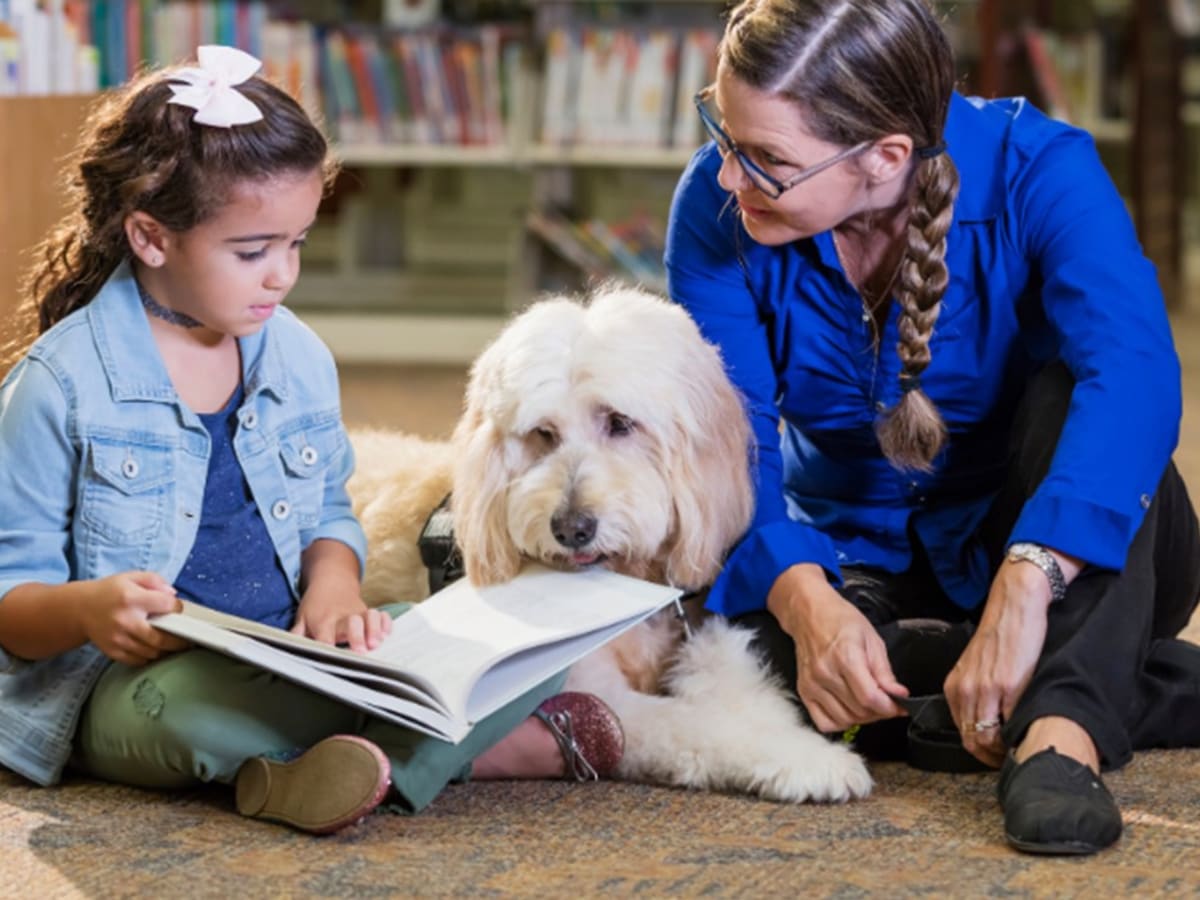 Zoothérapie: viens lire avec un chien!