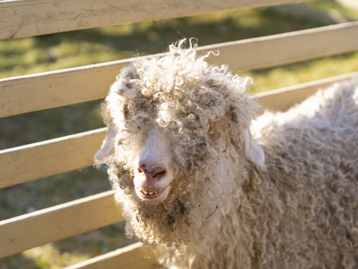 Mouton dans un enclos de fermette regardant la caméra.
