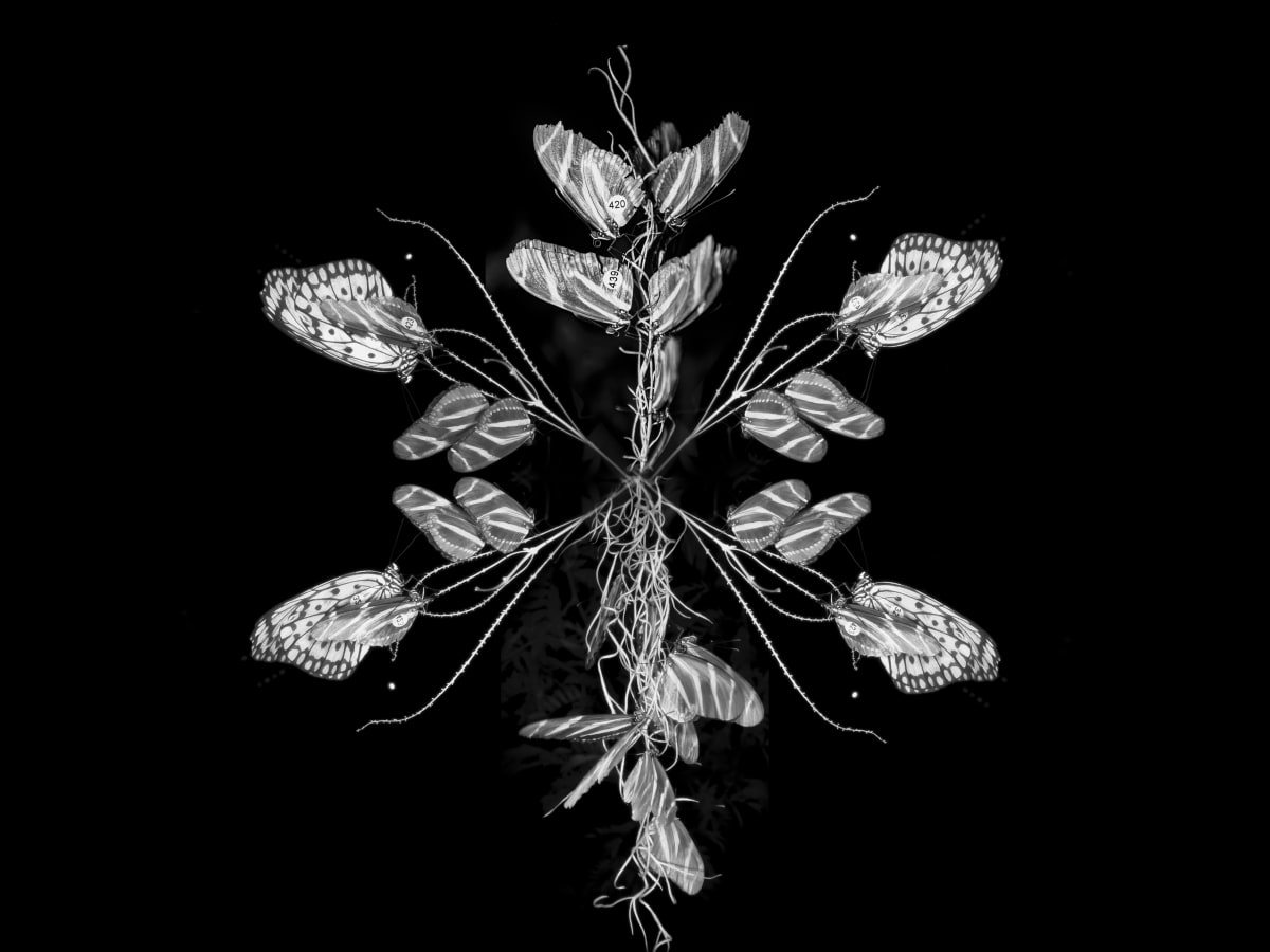 Papillons de nuit noir et blanc