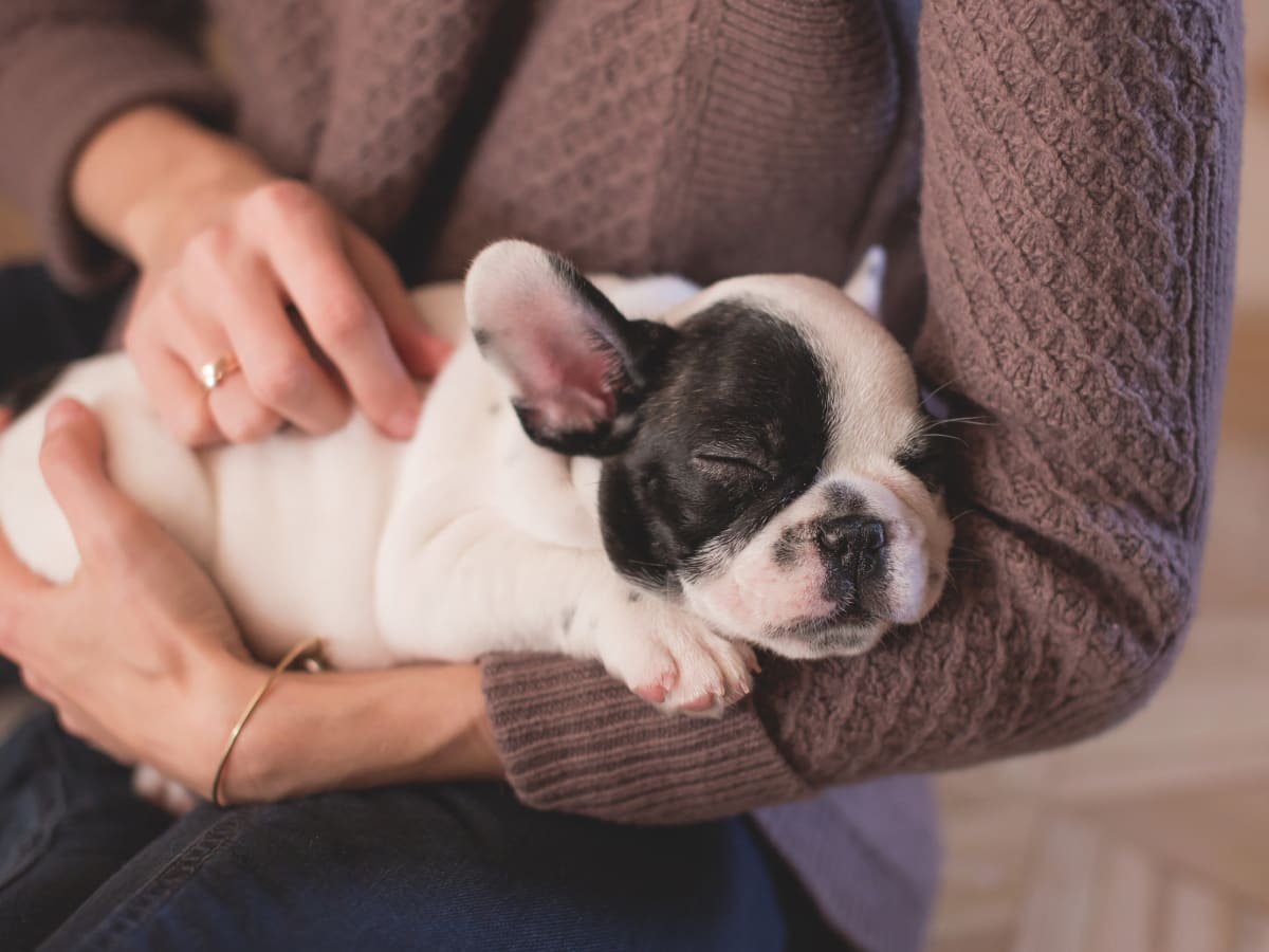un petit chiot dans les bras d'une personne