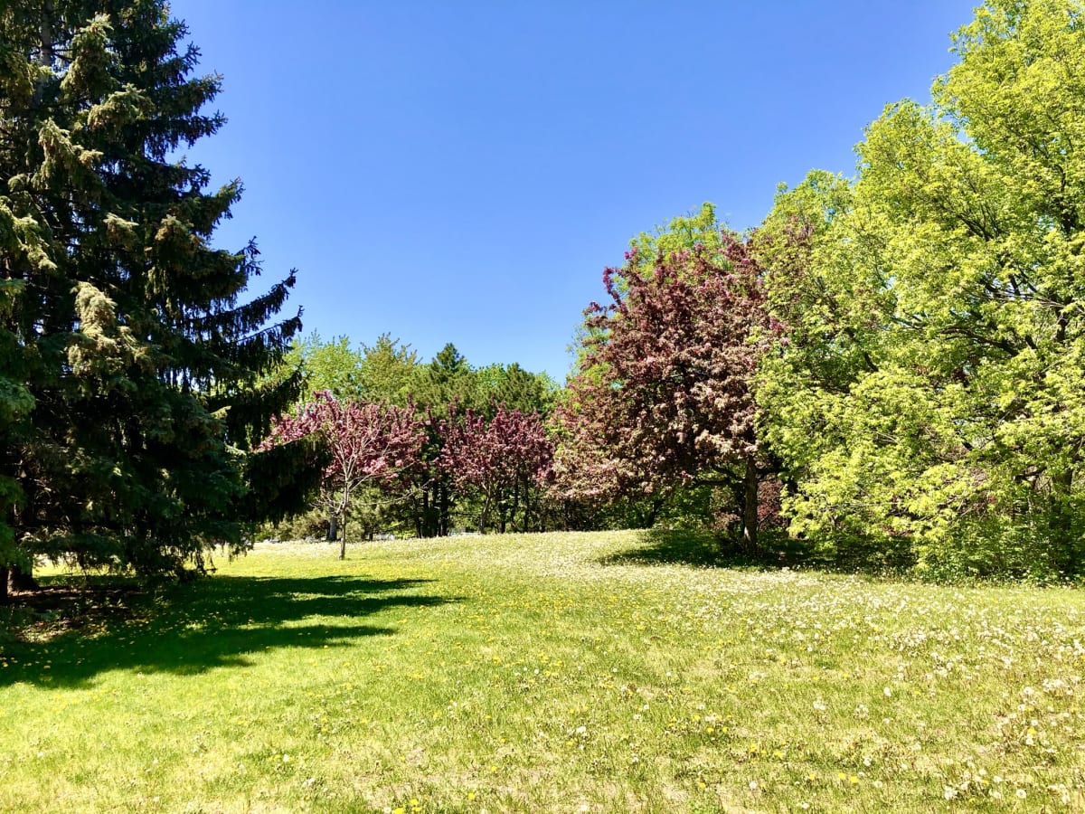 Les arbres du parc Pie-XII