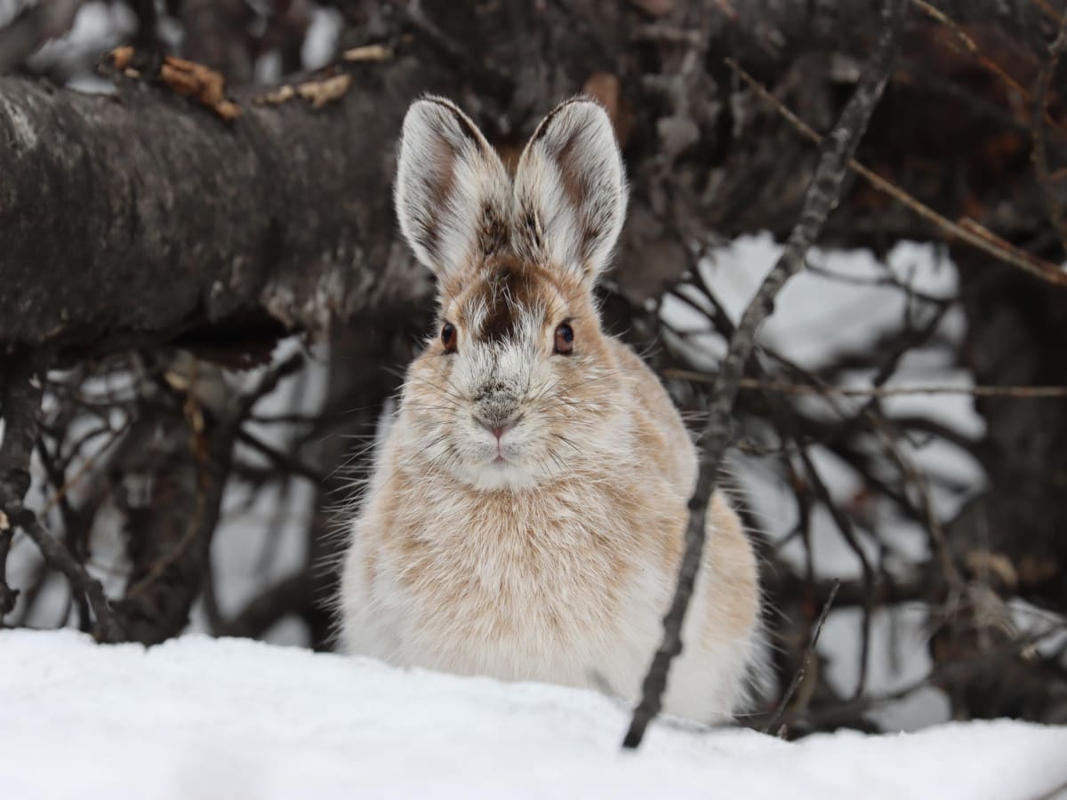 lapin dans la neige