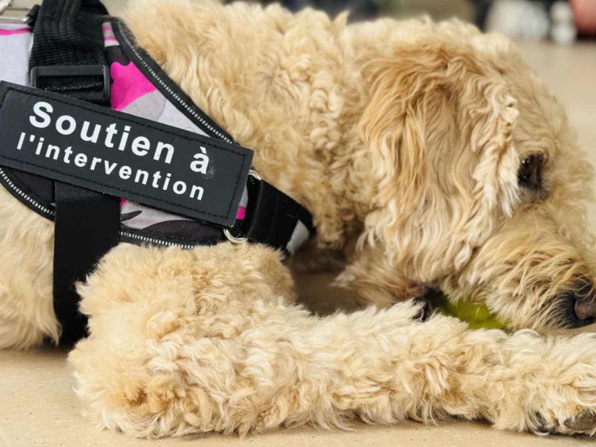 Chien couché avec la mention Soutien à l'intervention