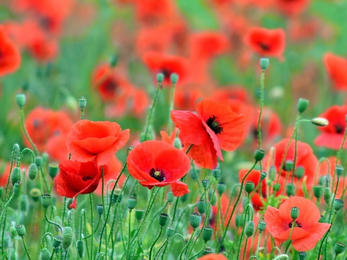 Coquelicots rouge