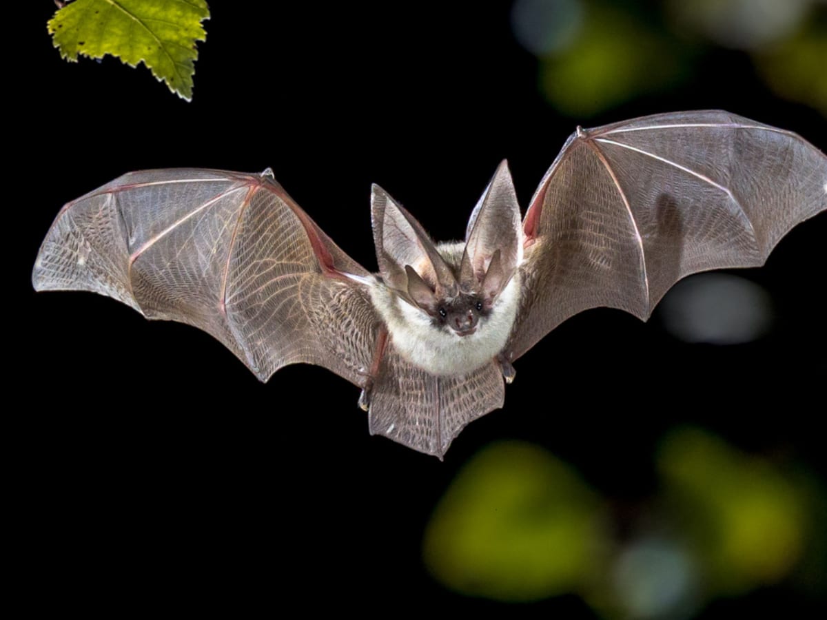 Chauve-souris en train de voler la nuit