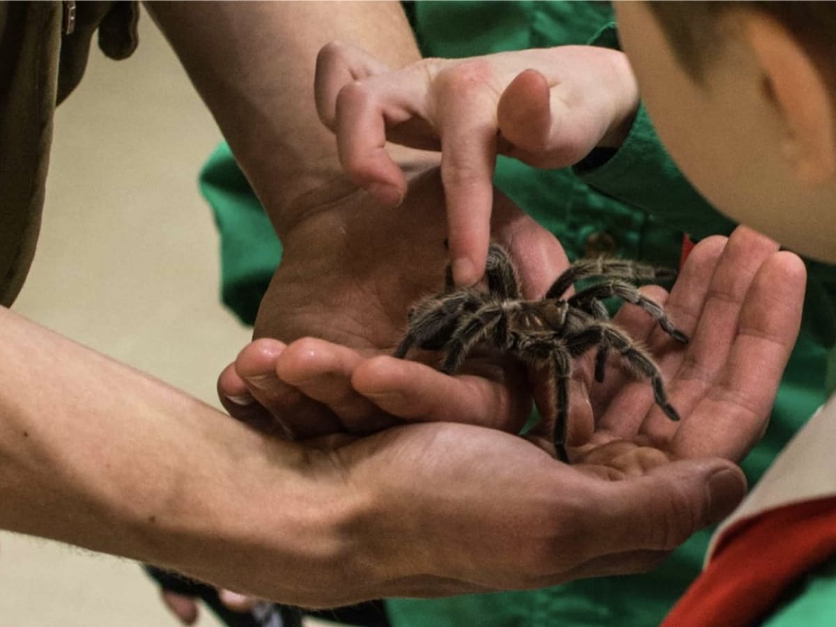 Un enfant touche une araignée sous la supervision d'un adulte.