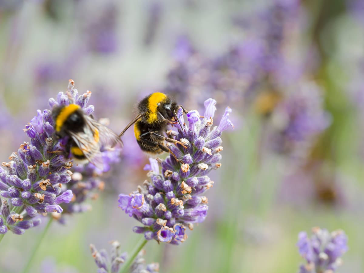 Merci les pollinisateurs!