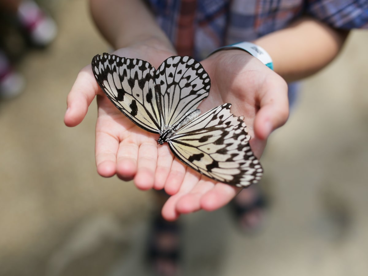 Papillon