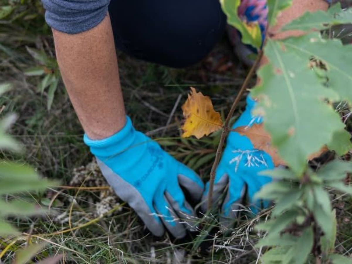 Mains qui plantent un arbre