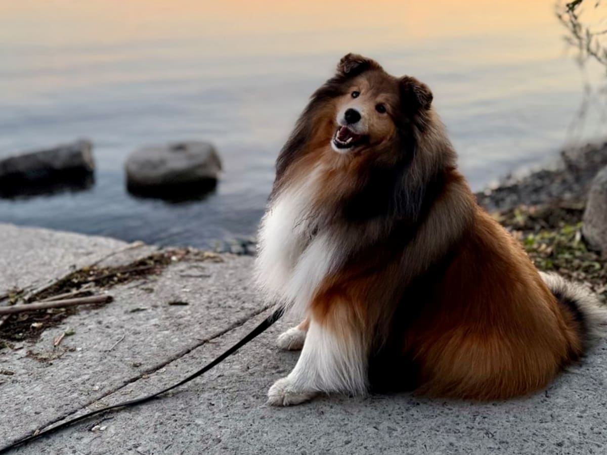 Photo de la chienne Nova
