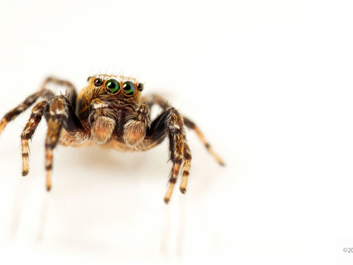 Une araignée en gros plan sur fond blanc