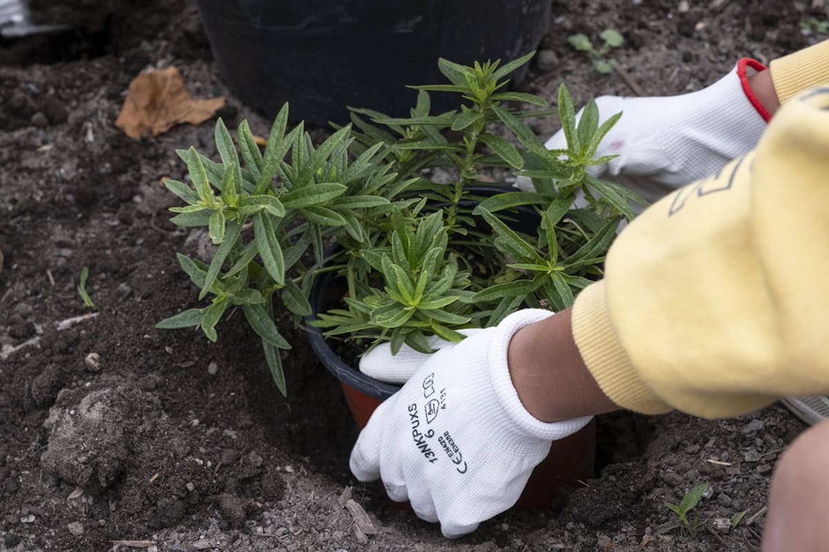 Gros plan sur les mains d'un élève qui participe à la plantation du nouveau site Bye Bye Béton! de l'école Marie-Favery.