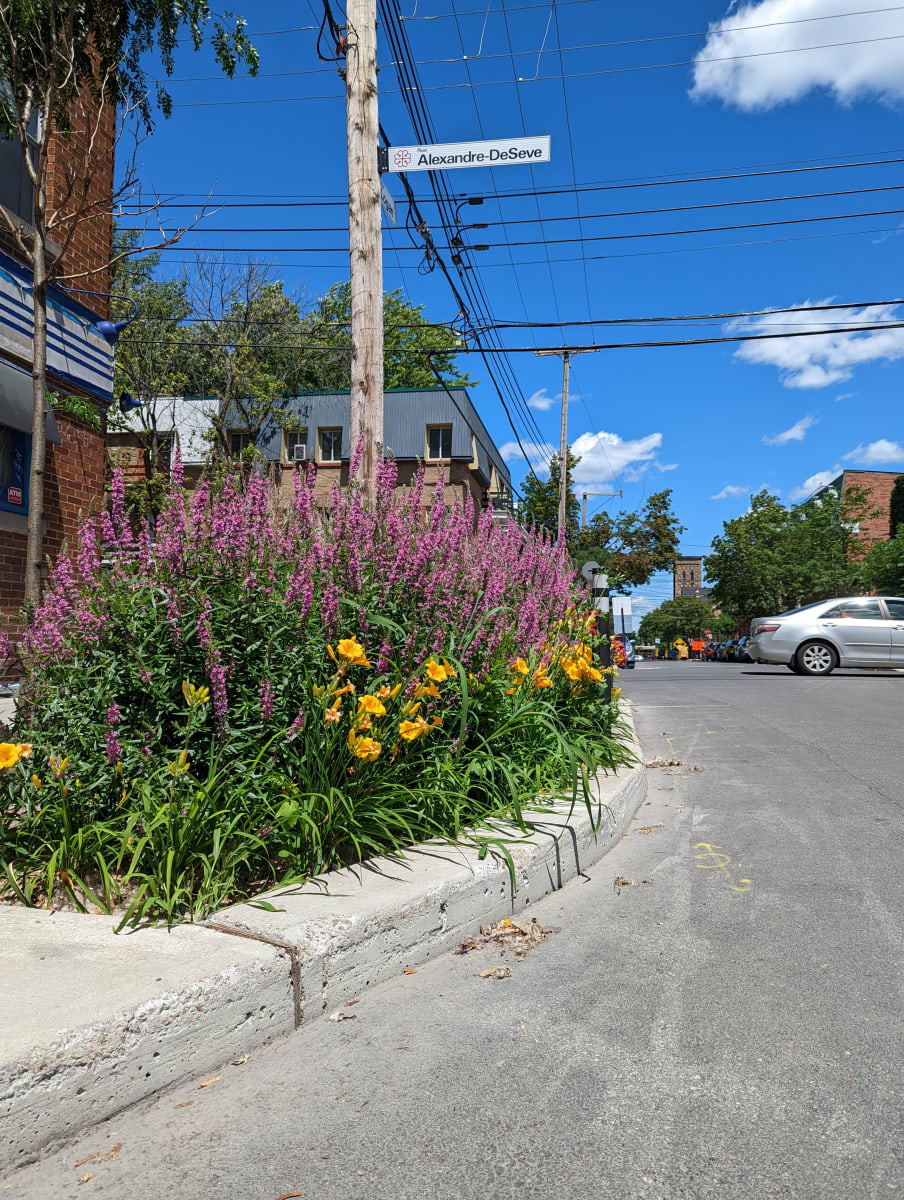 Saillie verdoyante garnie de fleurs colorées à l’intersection de la rue Alexandre-DeSève