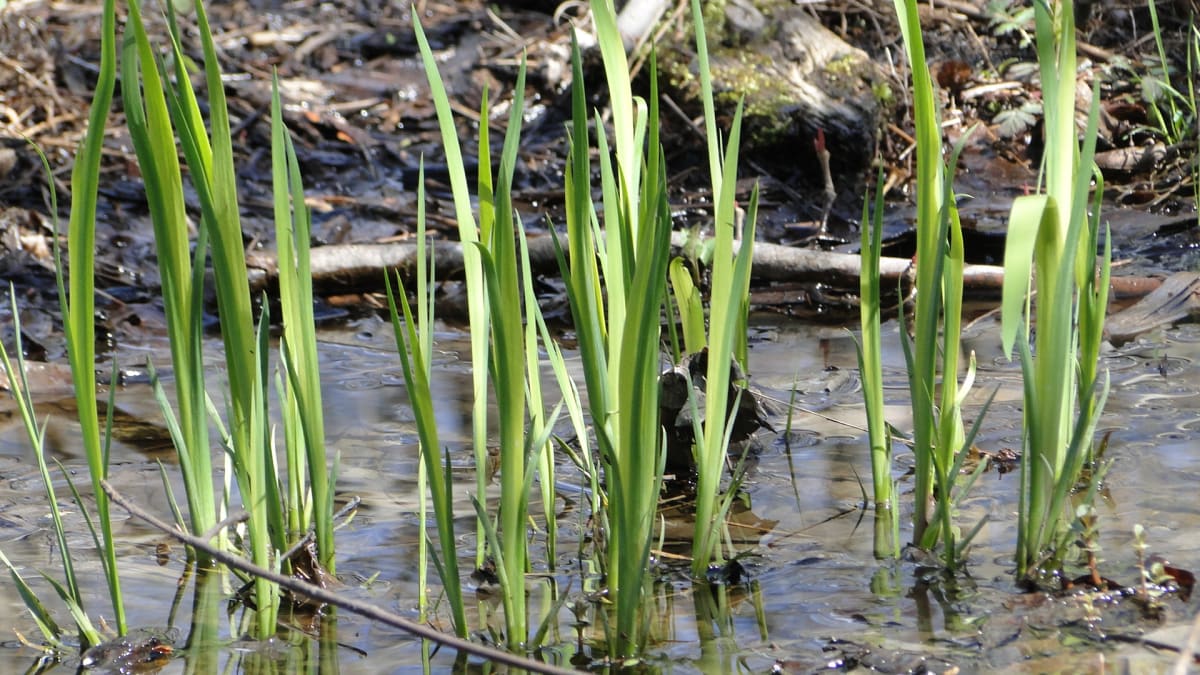Les divers peuplements forestiers ainsi que les milieux humides que l’on retrouve au boisé constituent une biodiversité importante. En plus des animaux, au-delà de 191 espèces végétales, dont 38 espèces d’arbres, 41 espèces d’arbustes et 112 espèces d’herbacées se côtoient.