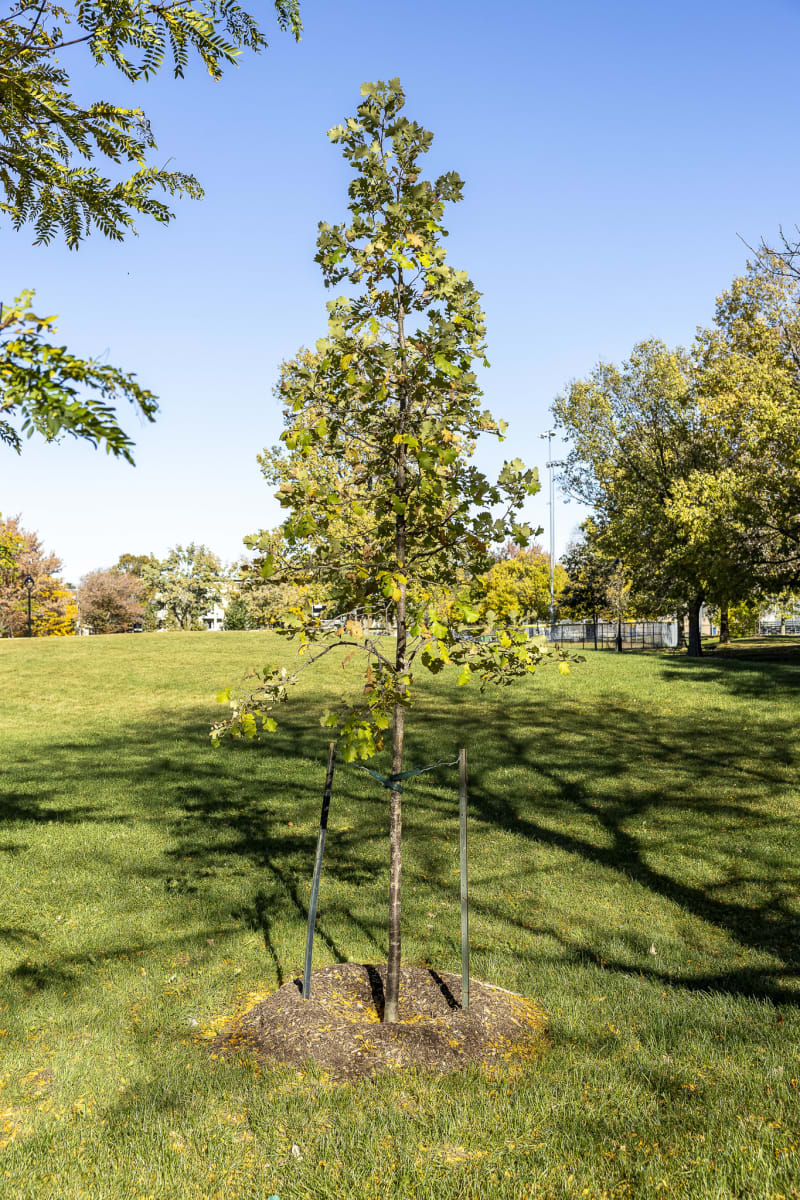 Photo d'un arbre encadré de deux tuteurs dans une plaine gazonnée