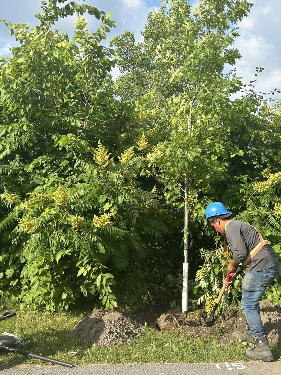 Plantation d'arbres à LaSalle