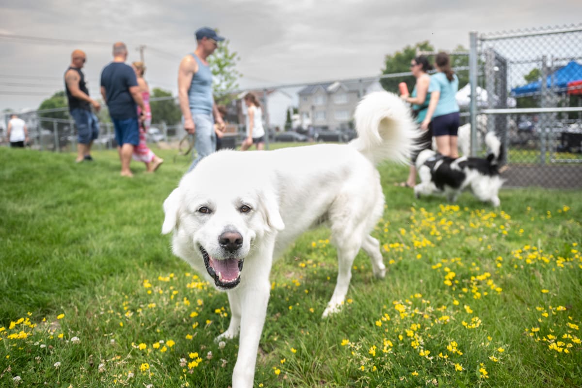 Chiens dans le parc à chiens