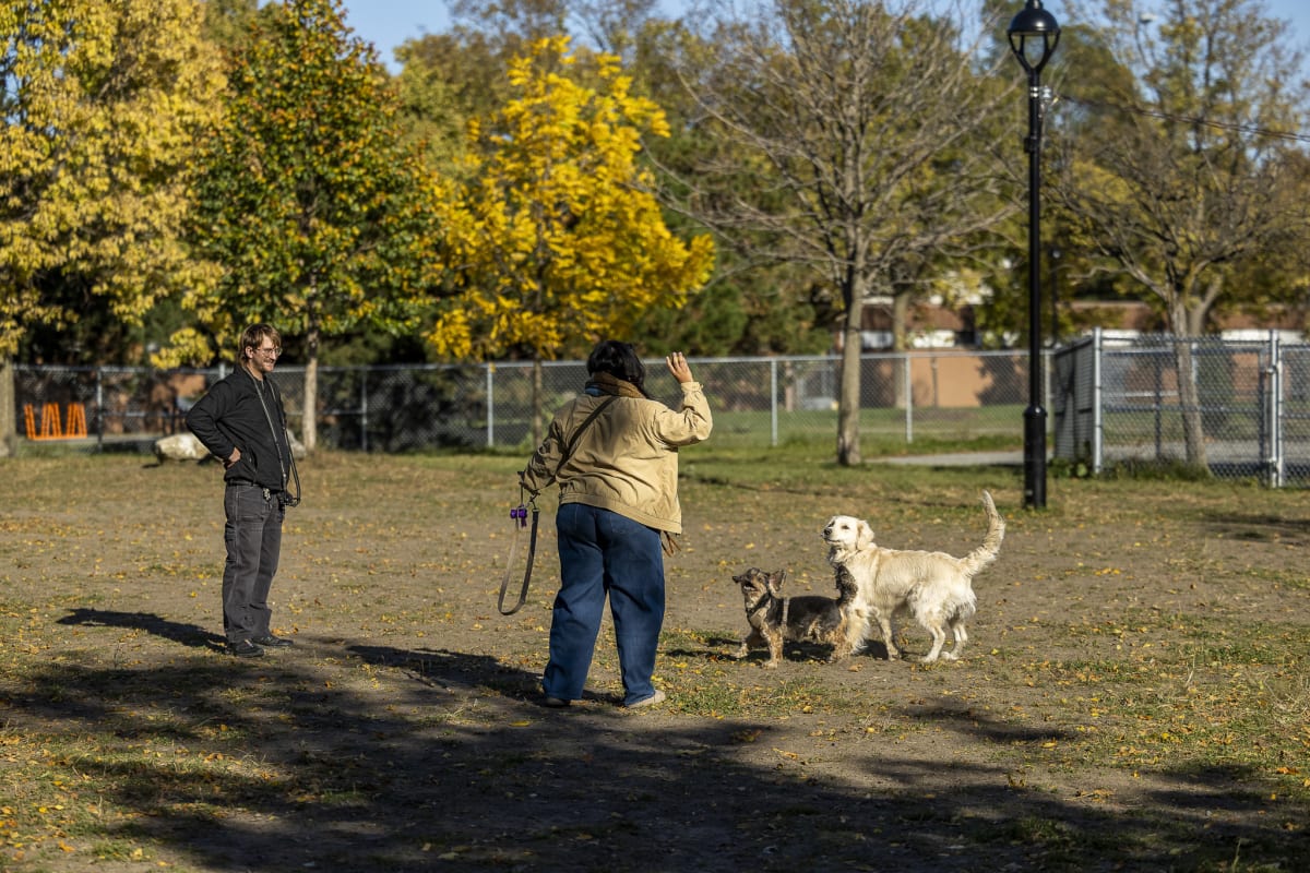Photo montrant deux propriétaires de chiens en train de jouer à la balle avec leurs animaux dans l'enceinte du parc à chiens