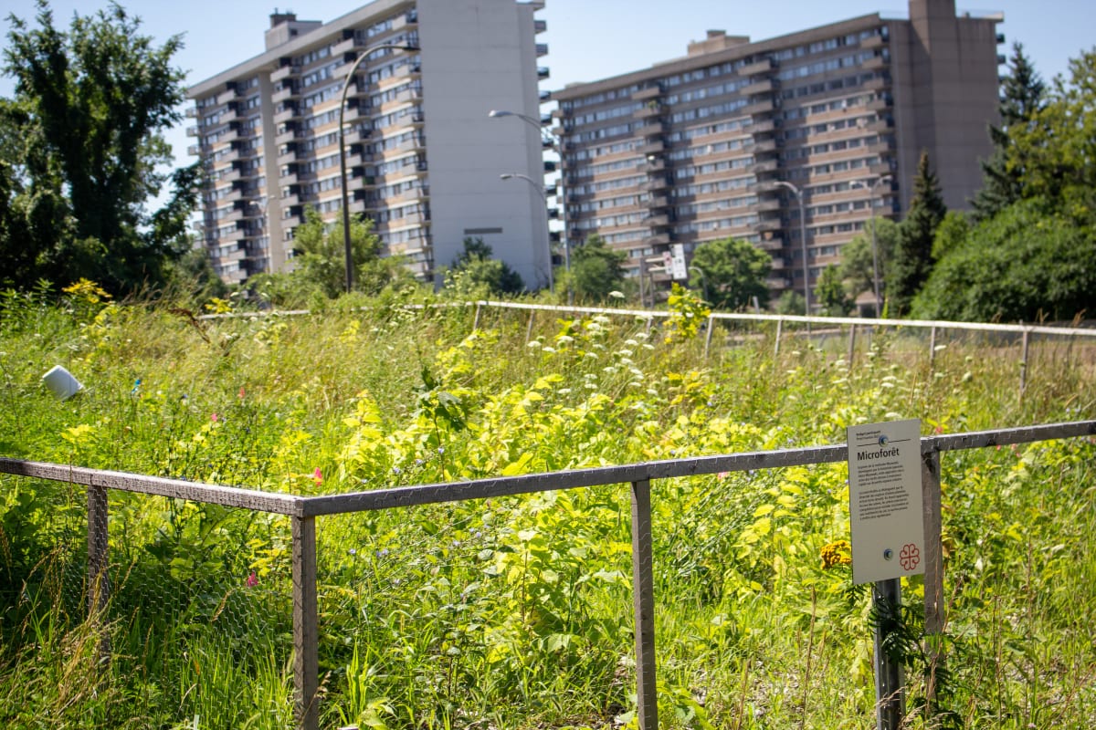 Microforêt du parc Marcelin-Wilson, près de l'Acadie - plan large