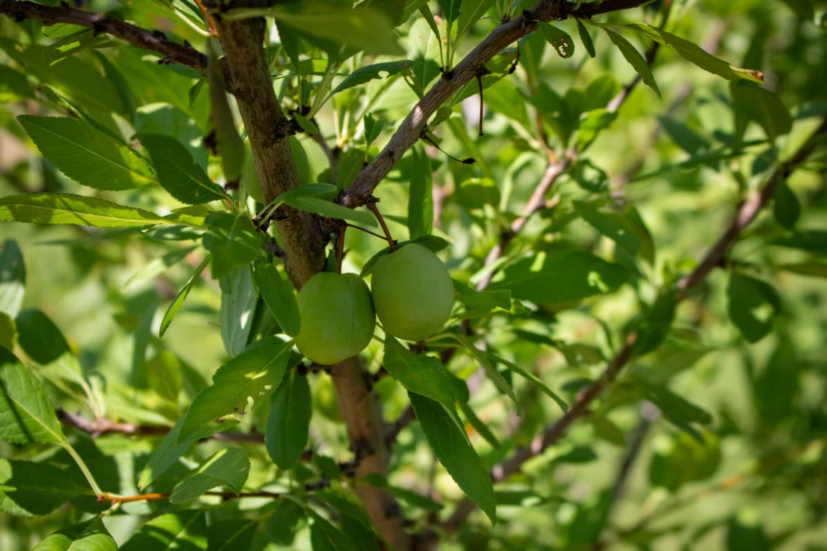Fruit vert à la forêt nourricière du parc Henri-Julien