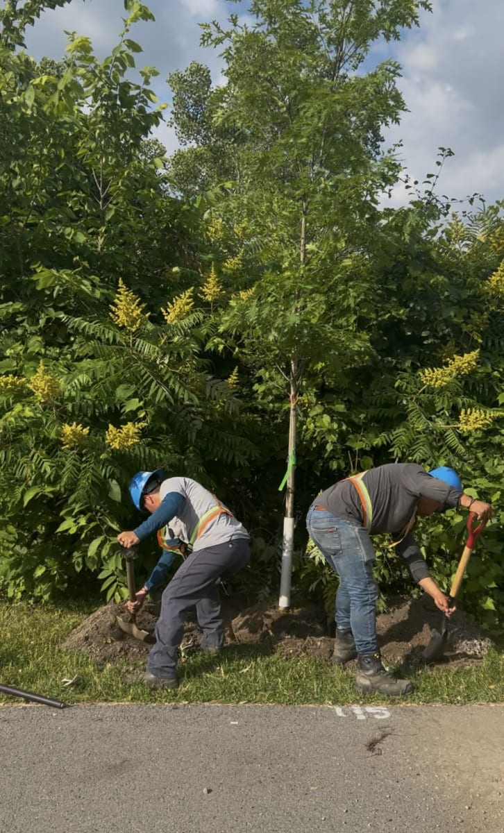 Plantation d'arbres à LaSalle