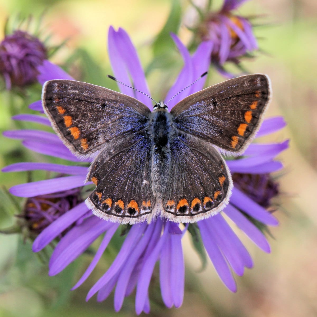 Les divers peuplements forestiers ainsi que les milieux humides que l’on retrouve au boisé constituent une biodiversité importante. En plus des animaux, au-delà de 191 espèces végétales, dont 38 espèces d’arbres, 41 espèces d’arbustes et 112 espèces d’herbacées se côtoient.