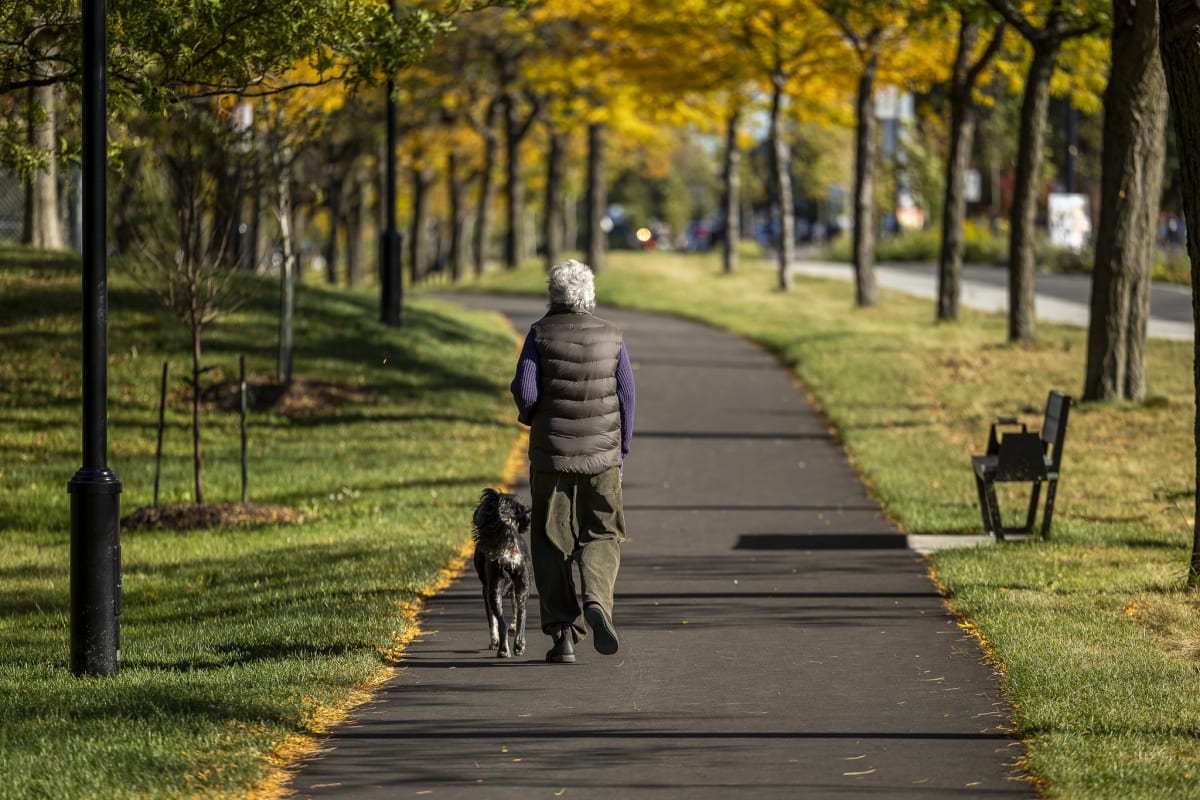 Photo montrant un homme promenant son chien sur un sentier bordé de gazon et d'arbres aux couleurs automnales