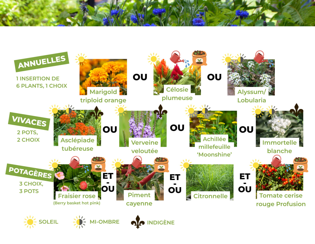 Graphique illustrant les choix de plantes disponibles à la distribution des végétaux de l'Arrondissement du Sud-Ouest