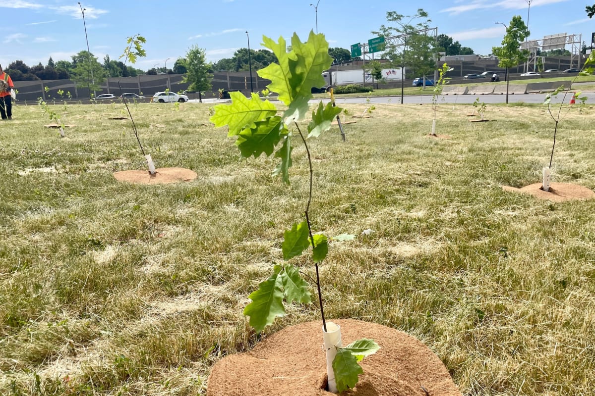 Plantation 1200 arbres à Anjou