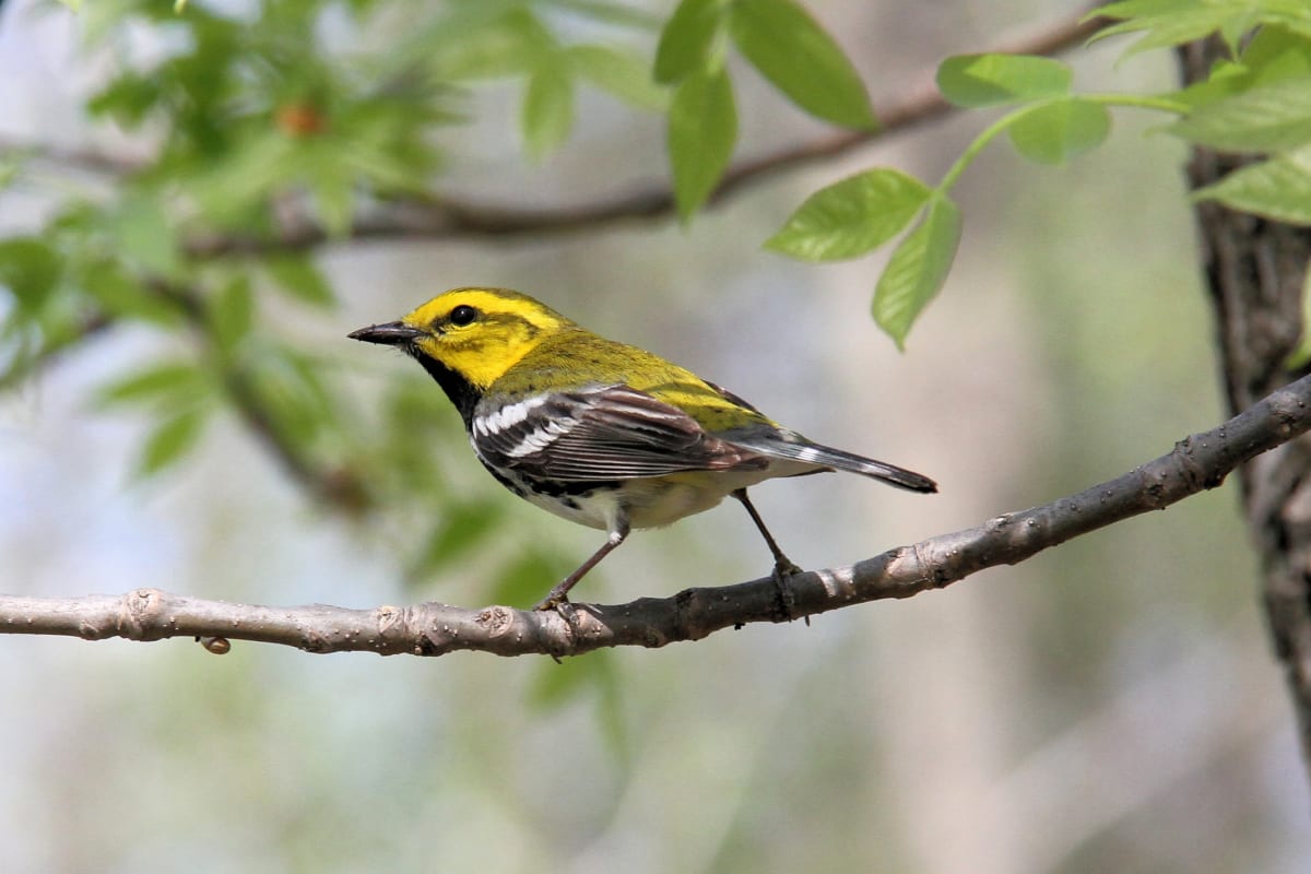 Les divers peuplements forestiers ainsi que les milieux humides que l’on retrouve au boisé constituent une biodiversité importante. En plus des animaux, au-delà de 191 espèces végétales, dont 38 espèces d’arbres, 41 espèces d’arbustes et 112 espèces d’herbacées se côtoient.