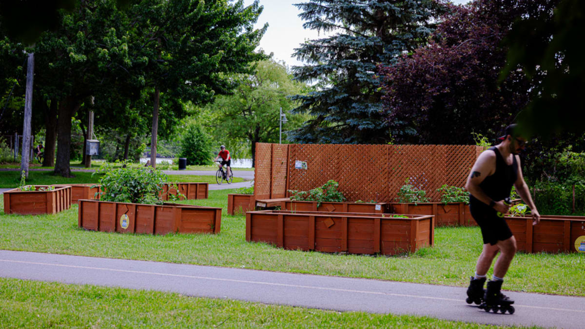 Jardins collectifs à LaSalle