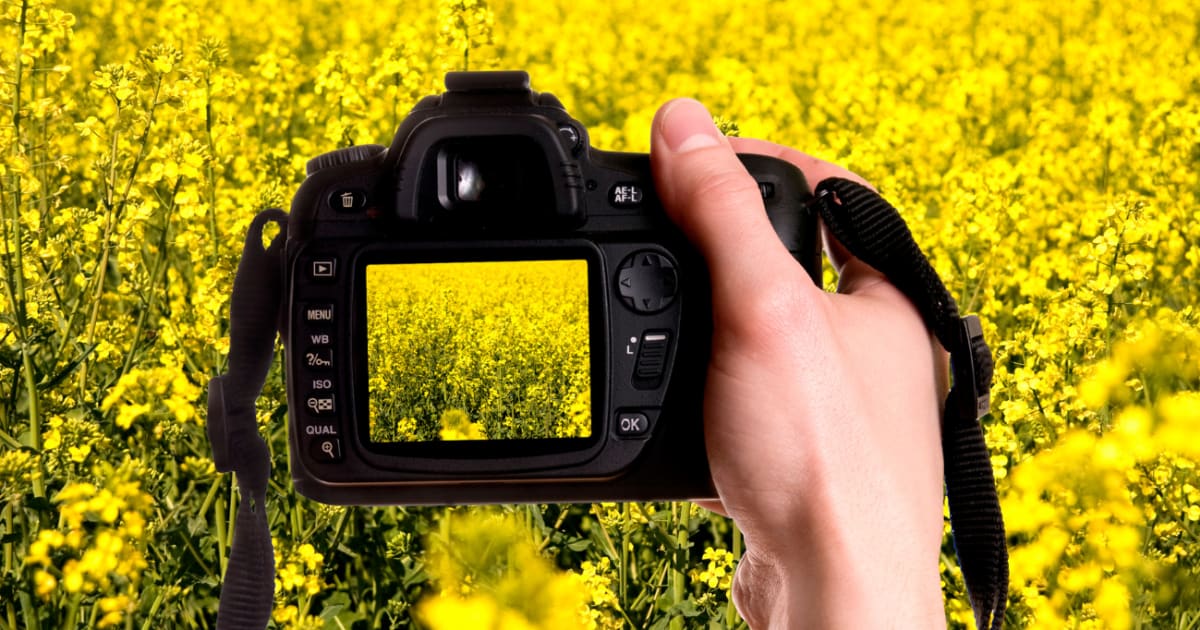 Culture et agriculture - Jaune