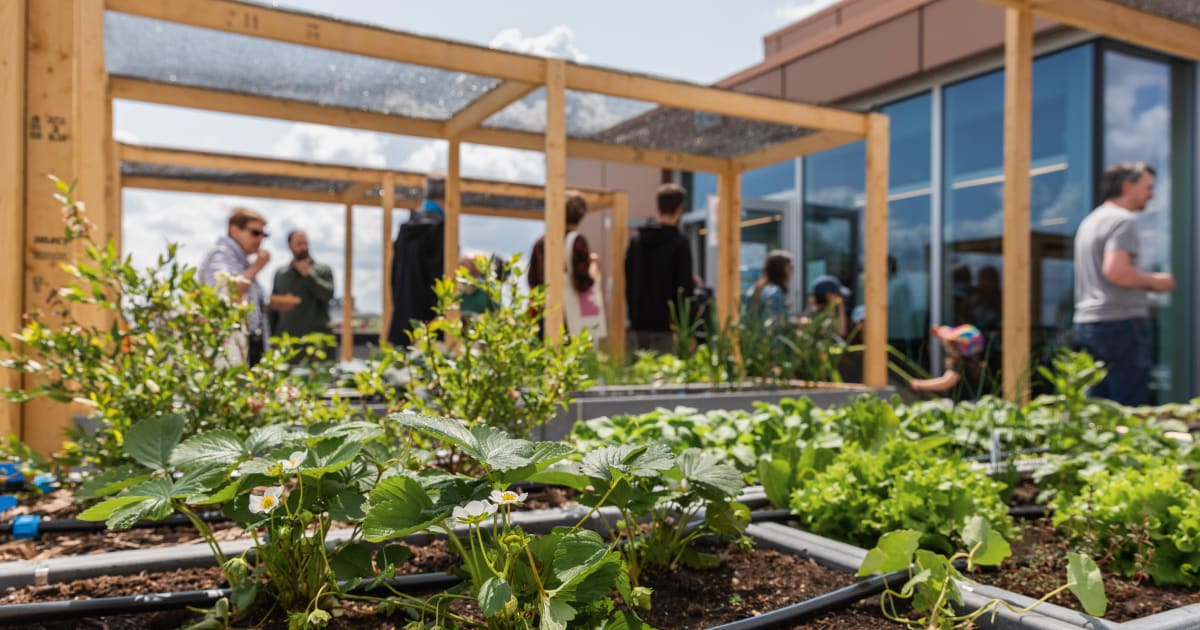 Une heure au potager : Planter et entretenir un potager sur toit
