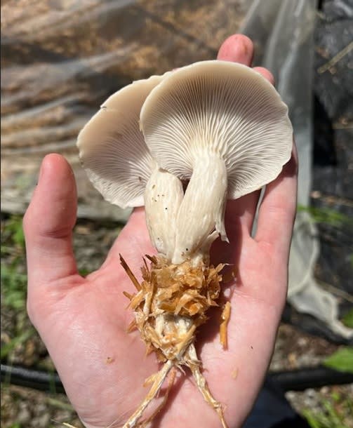 Atelier : Culture des champignons