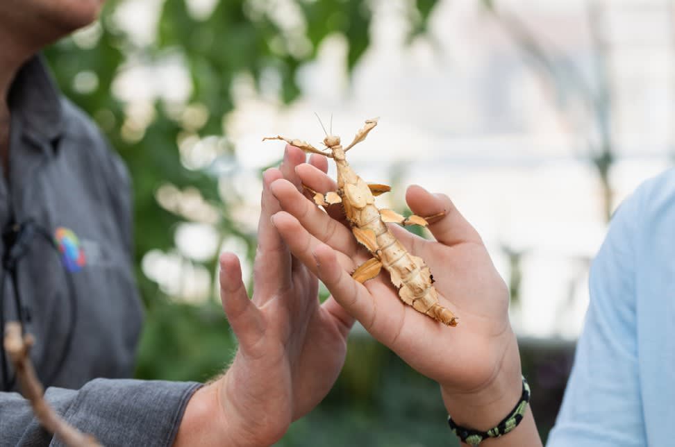 Visite guidée de l’exposition Petit traité d’entomologie noctivague et animation avec des insectes