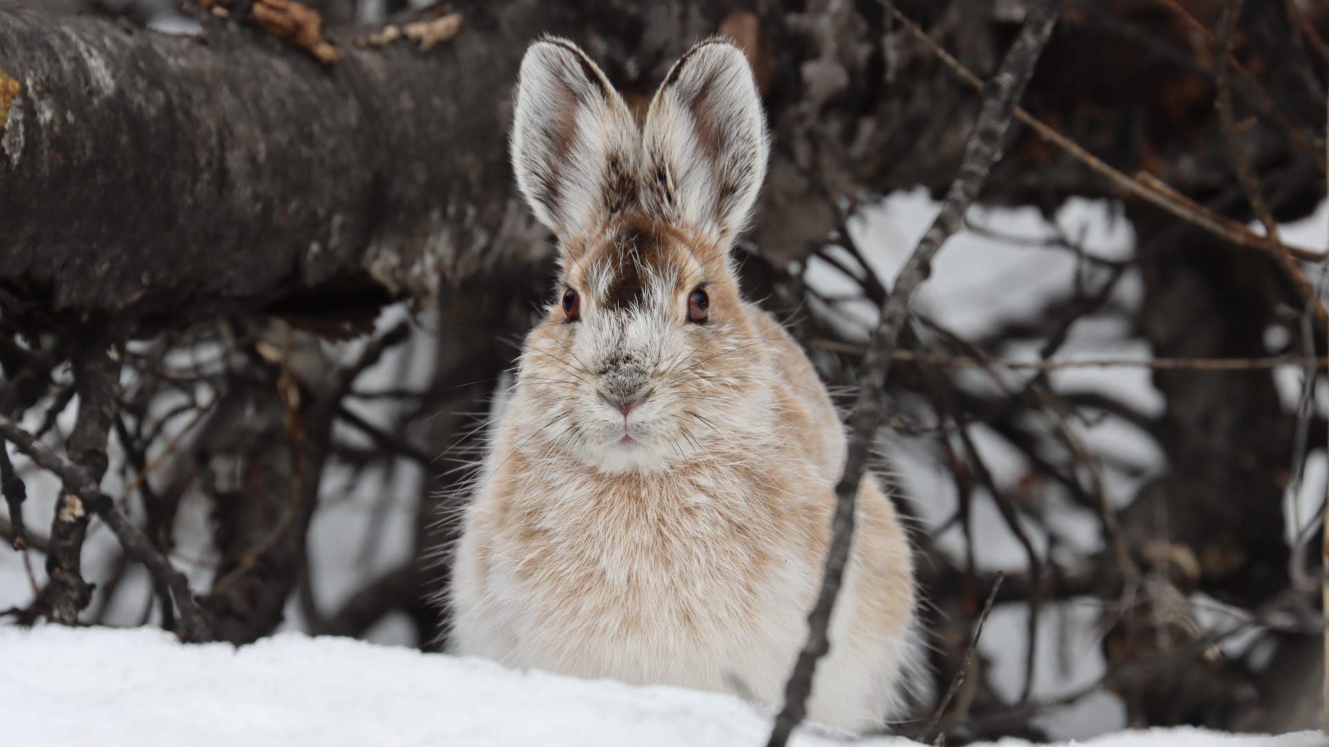 Les animaux l'hiver: atelier avec Éducazoo