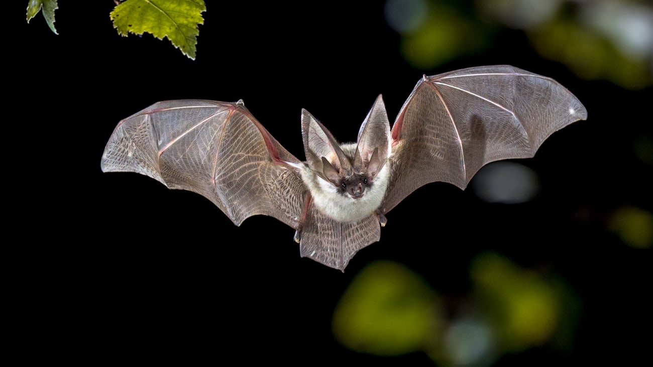 Araignée, frissons et chauve-souris