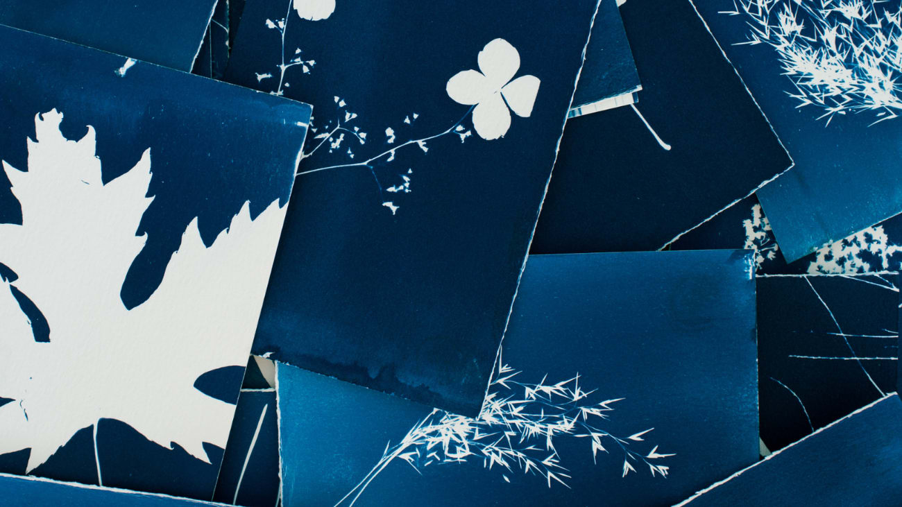 Herbier cyanotype