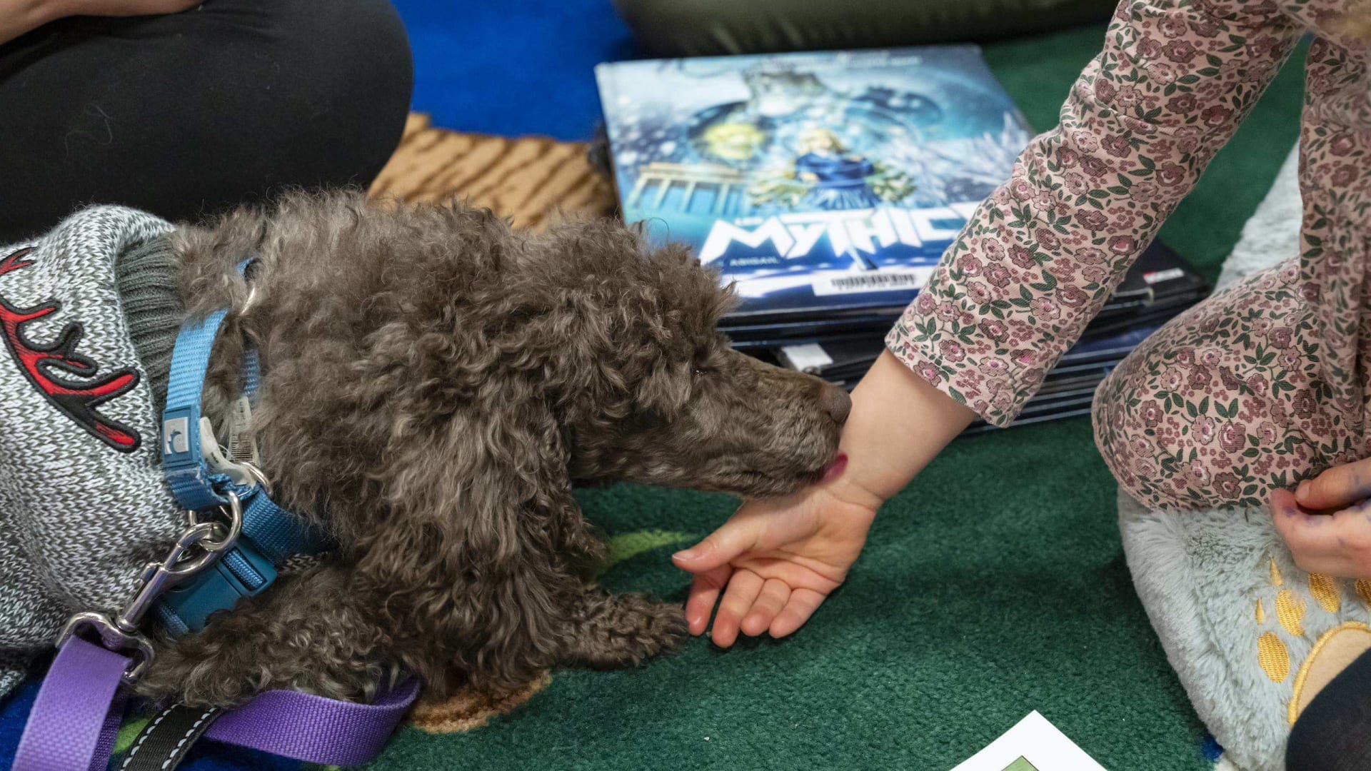 Désensibilisation aux chiens