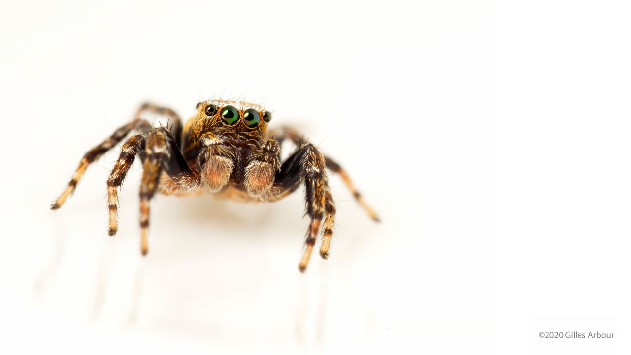 Effrayants ou fascinants?