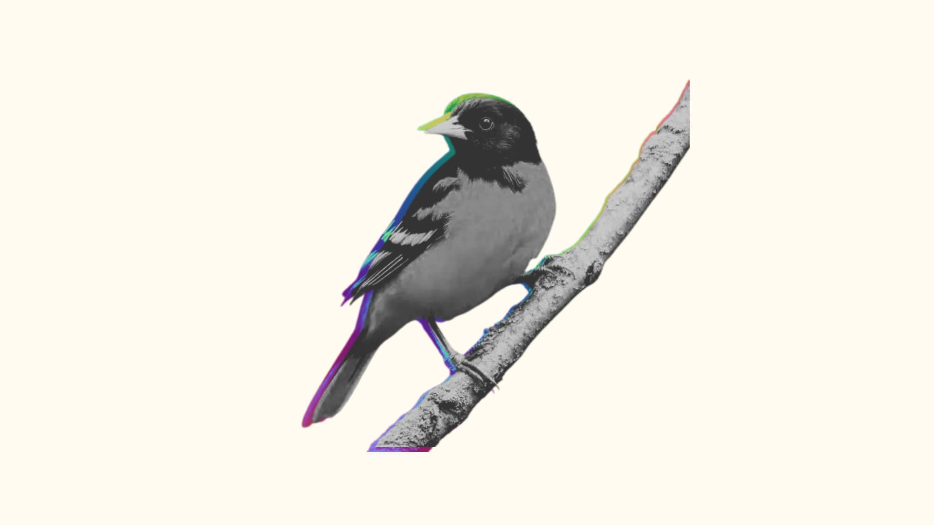 Reconnaître les chants des oiseaux à l'Espace citoyen de Saint-Laurent