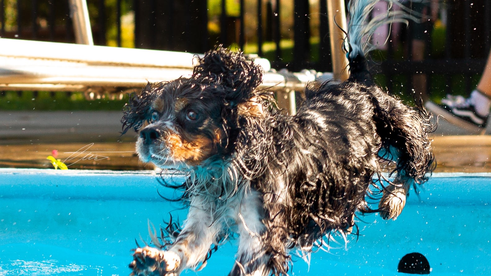 Mouille tes pattes à la piscine Laurier