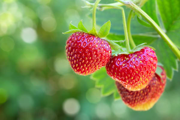 fraisier gasana