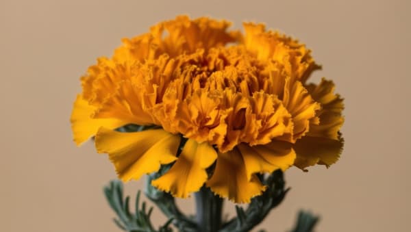 Marigold jaune