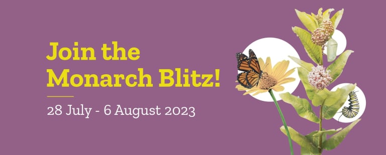 Banner of Monarch Blitz with image of Monarch butterfly and milkweed plant