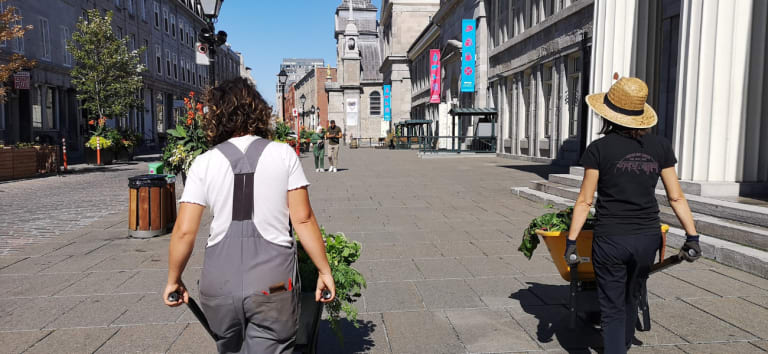 Les jardinières parcourent les rues de Montréal vers l'Accueil Bonneau avec leurs récoltes