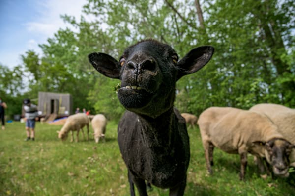 Mouton noir