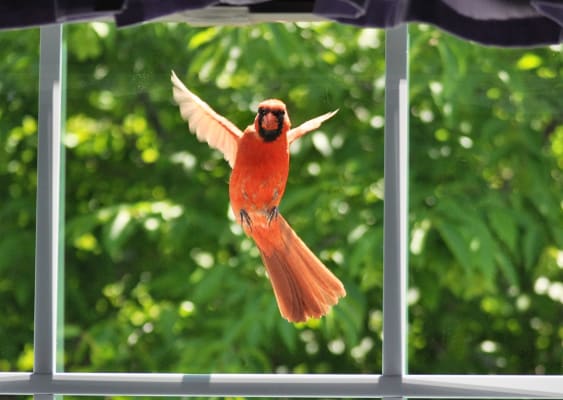 La protection des oiseaux prend son envol à Saint-Laurent! 