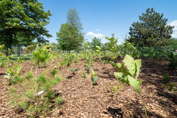 Des petits arbres et arbuste qui sont en croissance dans une miniforêt