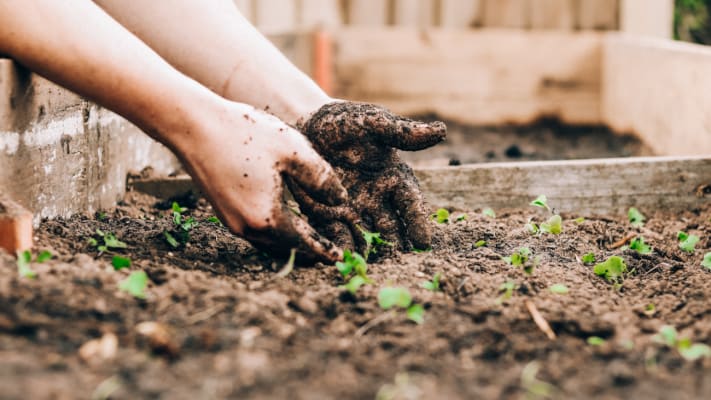 Appel à projets en agriculture urbaine - Ville-Marie